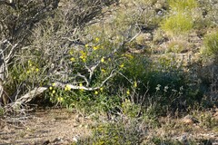 Osteospermum microcarpum