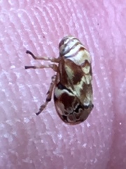 Clastoptera arborina