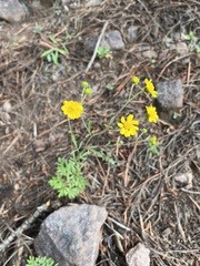 Hymenothrix dissecta