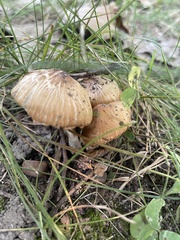 Marasmius oreades