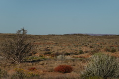 Euphorbia gregaria
