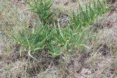 Asclepias asperula