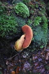 Neoboletus luridiformis
