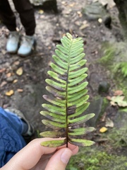 Polypodium virginianum