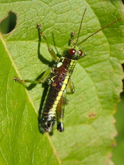 Booneacris glacialis