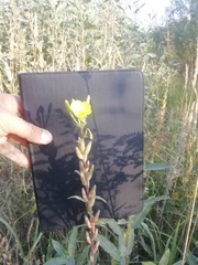 Oenothera rubricaulis