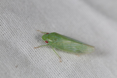 Gyponana