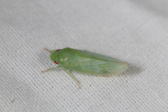 Gyponana