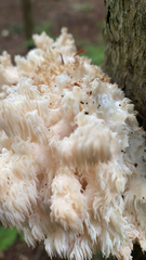 Hericium americanum