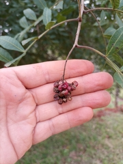 Schinus terebinthifolia