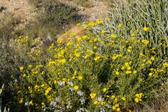 Osteospermum microcarpum