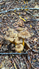 Craterellus tubaeformis