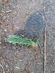 Abies amabilis