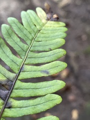 Polypodium virginianum