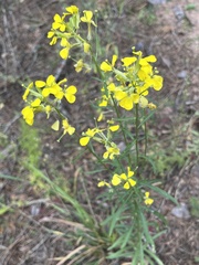 Erysimum capitatum