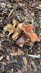 Gymnopus brassicolens