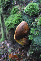 Neoboletus luridiformis