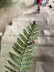 Polypodium appalachianum