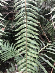 Cyatheales
