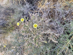 Cylindropuntia ramosissima