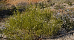 Monechma spartioides