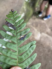 Polypodium appalachianum