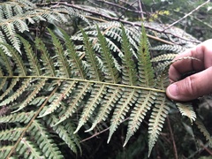 Cyatheales