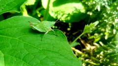 Sphenarium purpurascens