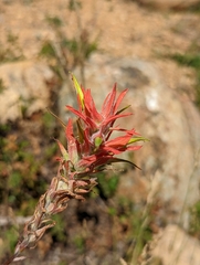 Castilleja miniata
