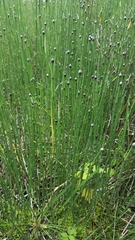 Equisetum variegatum