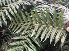 Cyatheales