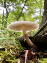 Leucoagaricus rubrotinctus
