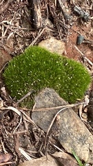 Leucobryum glaucum