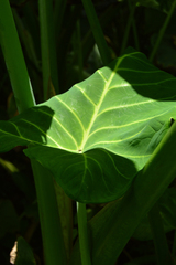 Xanthosoma