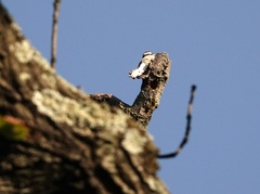 Dryobates pubescens