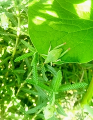 Sphenarium purpurascens