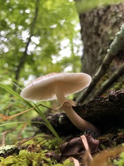 Leucoagaricus rubrotinctus