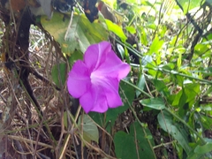 Ipomoea silvicola