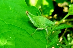 Sphenarium purpurascens