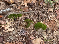 Leucobryum glaucum