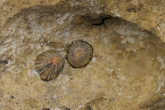 Patella vulgata