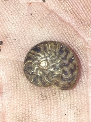 Anguispira strongylodes