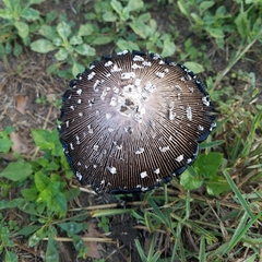 Coprinopsis picacea