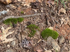 Leucobryum glaucum
