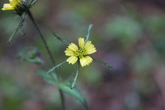 Sigesbeckia jorullensis