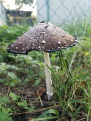 Coprinopsis picacea