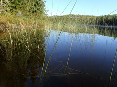 Schoenoplectus acutus