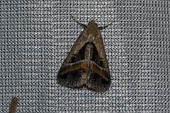 Acantholipes trimeni