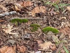 Leucobryum glaucum