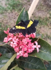 Catasticta teutila